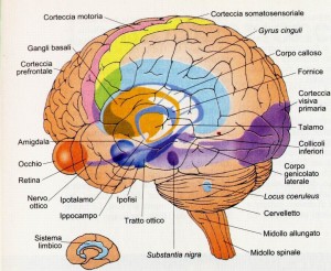 psicologo_frosinone_maurobruni_sistema limbico